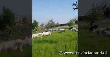 Mondovì: per il taglio dell'erba al "Casati" arrivano le mucche - Provincia Granda