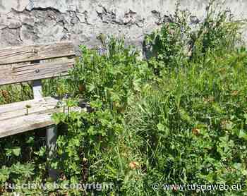 "Erba alta e odori poco gradevoli nel parco in via Ippolito Nievo" - Tuscia Web