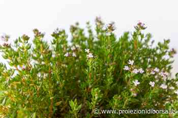 Con questa erba aromatica prepariamo in 10 minuti di tempo un tonico perfetto contro le pelli grasse - Proiezioni di Borsa