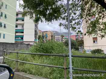 Erba alta in corso Europa. I residenti: “Qui rischiamo la vita” - Il Nerviese
