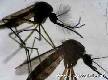 Florida divided over release of millions of genetically altered mosquitoes
