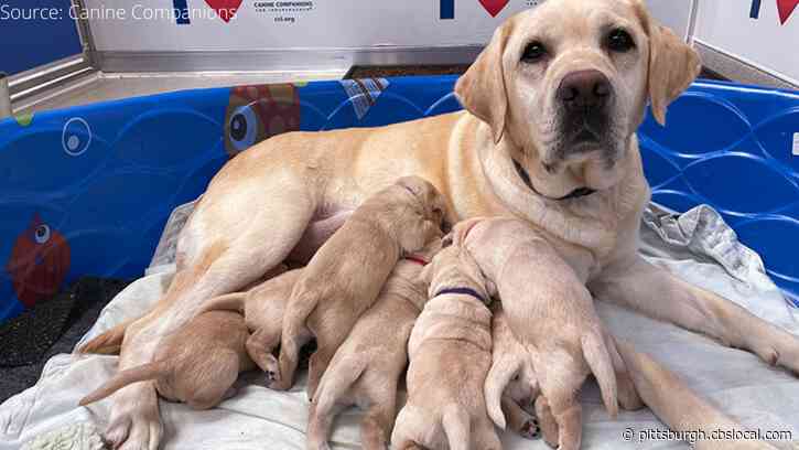 Name The New Pittsburgh Today Live Puppy