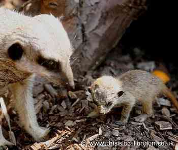 When baby meerkats caused 'a bit of a surprise' at Waltham Abbey farm