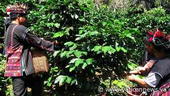 "Bruno's Coffee": The aroma of solidarity in the care for Creation - Vatican News