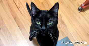 Fancy Feast cookbook whips up recipes for humans, inspired by cat food     - CNET