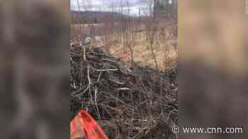 Beavers chewed through a cable and knocked out internet service to hundreds in a Canadian town