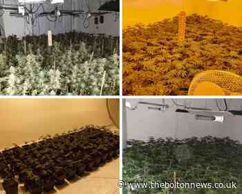Police seize cannabis plants worth £200,000