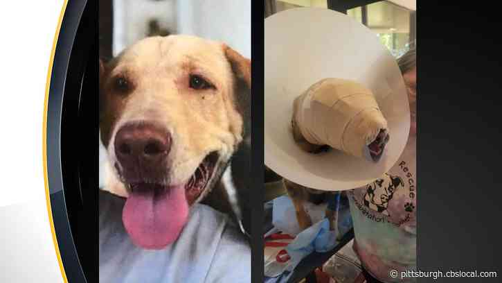 Furry Tails: Buddy, The ‘Fighter,’ Begins Long Road To Recovery After Being Tortured, Set On Fire