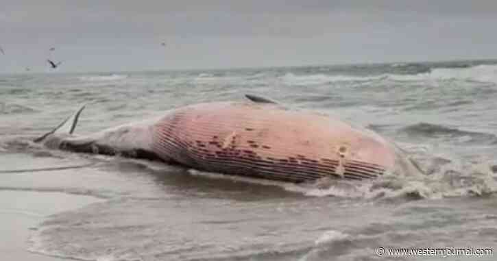 Endangered Fin Whale Washes Up on Shore, Likely Killed by Blunt Force Trauma Due to Ship Traffic
