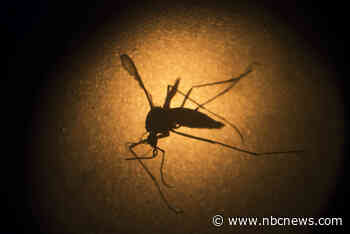 Genetically modified mosquitoes to be released in Florida