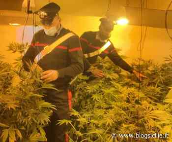 Scoperta piantagione di marijuana ad Altofonte, due palermitani arrestati - BlogSicilia.it
