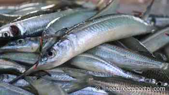 ¡Les salva el bolsillo! El pez pajarito mantiene a flote a productores pesqueros de Playa Norte - LINEA DIRECTA