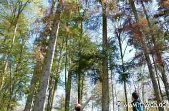 Nadelbäume bereiten „Bauchschmerzen“ - Hardheim - Nachrichten und Informationen - Fränkische Nachrichten