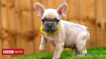 Accrington dog theft: Woman tells of knifepoint burglary ordeal