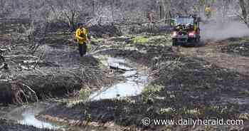Fire damages about 30 acres of Cook County forest preserve - Daily Herald