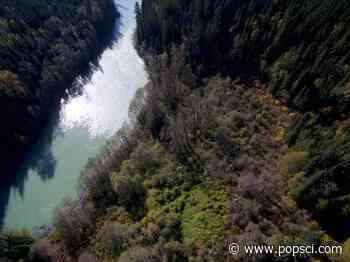 Centuries-old 'forest gardens' are still helping ecosystems today - Popular Science