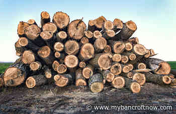 Global Lumber Shortage Will Not Affect Sustainability, says Ontario Forest Industries Association President - mybancroftnow.com