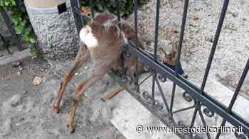 Capriolo incastrato in un cancello a Modena - il Resto del Carlino