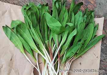 If you can find them, garlicky ramps are a fleeting taste of spring