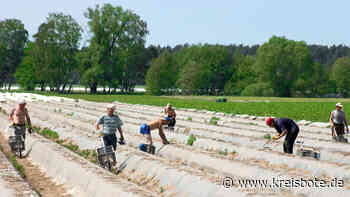 Gewerkschaft IG Bau fordert besseren Schutz von Erntehelfern im Landkreis Starnberg - kreisbote.de