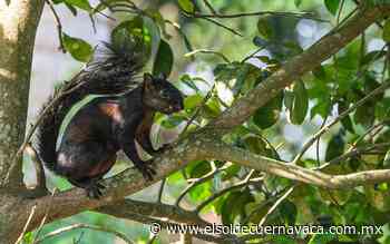 [Animalia] Ardillas: traviesos roedores en los árboles - El Sol de Cuernavaca