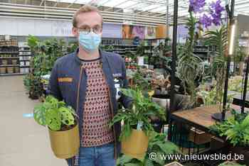Plant is zo uitzonderlijk dat het is als de lotto winnen: ‘gatenplant’ van 1.799 euro binnen halfuur verkocht
