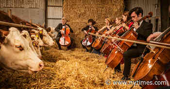 When the Cellos Play, the Cows Come Home