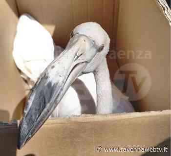 Bloccato in salina con un'ala spezzata: recuperato giovane fenicottero - Ravennawebtv.it