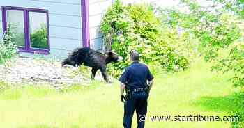 Bear on the prowl in Woodbury neighborhood