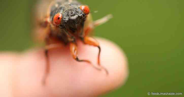 Cicadas aren't gross, you're gross