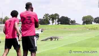 See an alligator interrupt a football training in Florida
