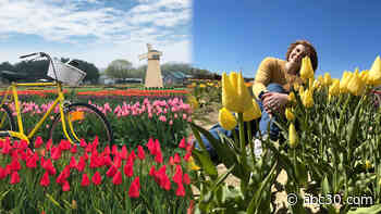 Tiptoe through a rainbow of half a million tulips at this Long Island farm