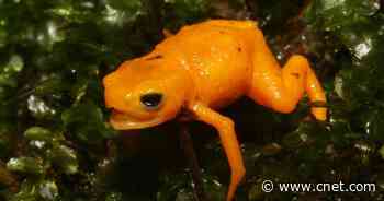 Meet the pumpkin toadlet, a highly poisonous frog with a curious secret glow     - CNET