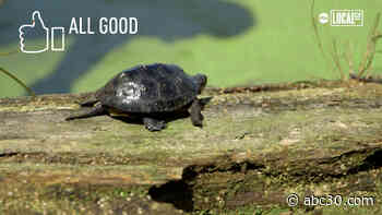 Blanding's turtles released into wild after being raised by zookeepers