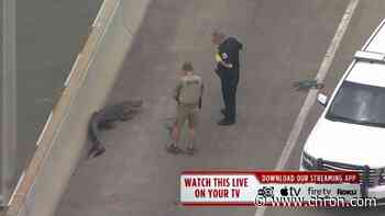 Cow, alligator are the latest to snarl Houston highways - Chron