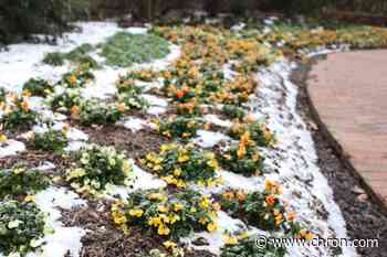 The big freeze devastated Houston's gardens. Here's how to rebuild yours. - Chron