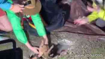 Video: Neighbors rescue mama dog, four puppies from north Houston storm drain - KHOU.com