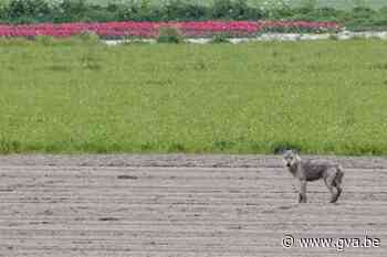 Wolf gespot dicht bij Nederlandse grens: “Kans is reëel dat hij of zij onze kant uitkomt” - Gazet van Antwerpen