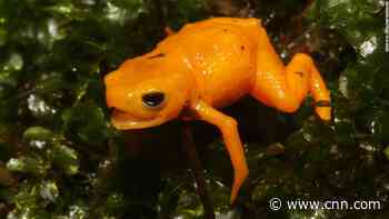 A new species of cute but poisonous 'pumpkin' toads discovered in Brazil