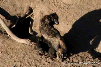 Idaho Lawmakers Pass Bill to Kill Most of State's Wolf Population