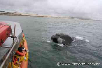 Turismo embarcado para avistamento de baleias volta a ser debatido em Imbituba - Impresso Catarinense - Open Sans, sans-serif;