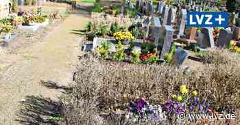 Region Oschatz: Buchsbaumzünsler könnten wieder für Schaden sorgen - Leipziger Volkszeitung