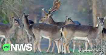 Aalter plaatst extra borden om te waarschuwen voor overstekende reeën en damherten in Drongengoedbos - VRT NWS