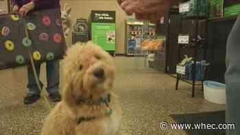 Some dogs experiencing separation anxiety as families return to work and school