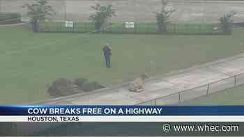 WATCH: Loose cow leads Texas deputies on a chase
