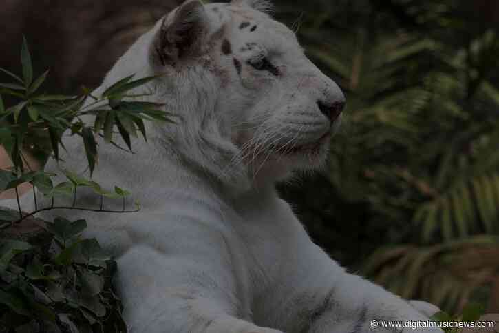 Apple’s Inking Podcast Exclusives Now — The Siegfried & Roy Show Is Coming