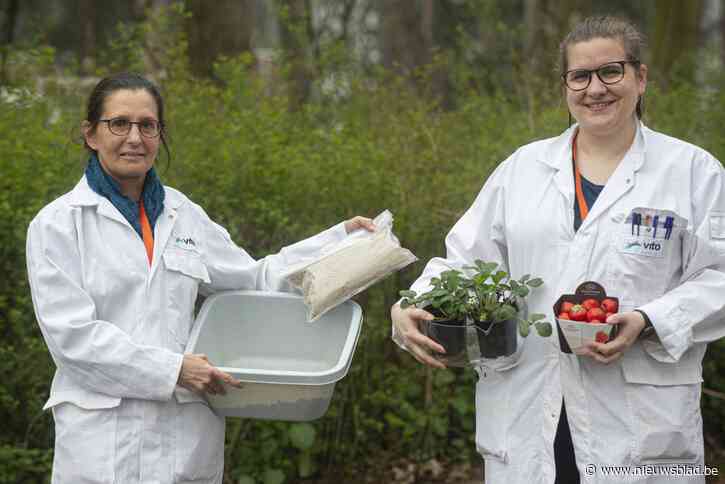 Lise (30) maakt aardbeien groter en gezonder …met vel van insecten