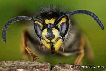 Just Like Bees, Wasps Are Valuable for Ecosystems, Economy and Human Health