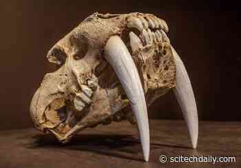 Researchers Solve a 350-Year-Old Puzzle and Discover a New Rule of Nature