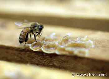 Texas man dies after attack by aggressive swarm of bees